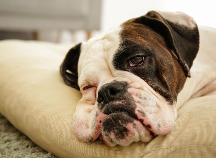 mascota departamento dormitorio